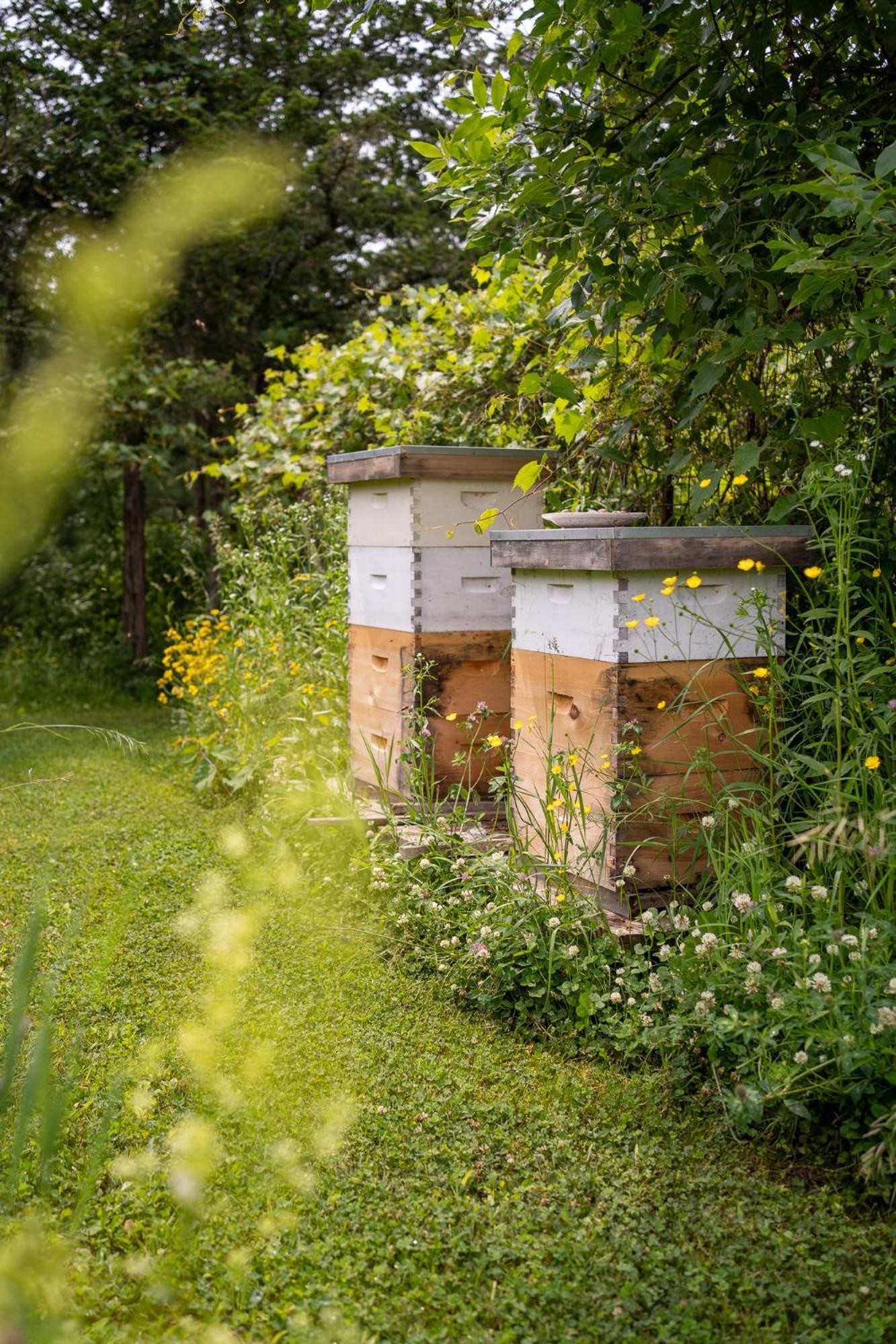 Owl'S Nest Suites Carrying Place Eksteriør bilde